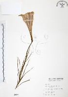 臺灣百合藏品圖，第1張