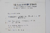 輪葉沙參藏品圖，第2張