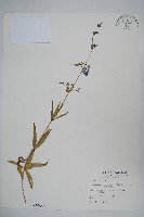 輪葉沙參藏品圖，第1張