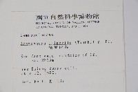 輪葉沙參藏品圖，第2張
