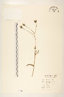 玉山毛蓮菜藏品圖，第1張