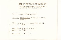 兔仔菜藏品圖，第2張