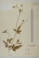 鬼針藏品圖，第1張