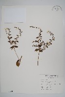 盾果草藏品圖，第1張