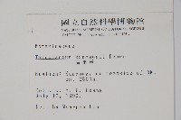 盾果草藏品圖，第2張