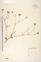 玉山毛蓮菜藏品圖，第1張