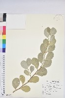 尖葉槭藏品圖，第1張