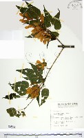 尖葉槭藏品圖，第1張