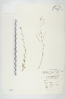 玉山筷子芥藏品圖，第1張