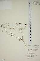 玉山茴香藏品圖，第1張