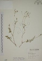 玉山茴香藏品圖，第1張