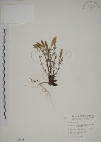 黃斑龍膽藏品圖，第1張