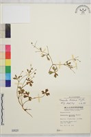 鹿場毛茛藏品圖，第1張