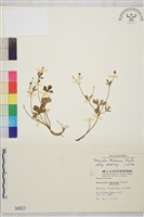 鹿場毛茛藏品圖，第1張