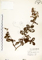 紫薇、百日紅、滿堂紅藏品圖，第1張