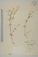 疏花繁縷藏品圖，第1張