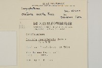 疏花繁縷藏品圖，第2張