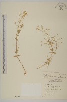 疏花繁縷藏品圖，第1張