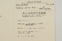 疏花繁縷藏品圖，第2張