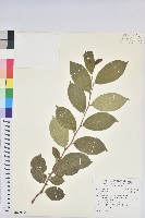 雞屎藤、牛皮凍、仁骨蛇藏品圖，第1張