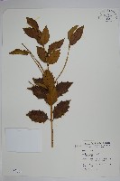 苗栗冬青藏品圖，第1張