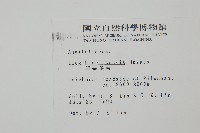 苗栗冬青藏品圖，第2張