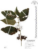 杜虹花，台灣紫珠藏品圖，第1張