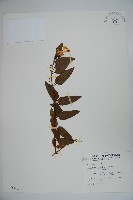 阿里山忍冬、漸尖葉忍冬藏品圖，第1張