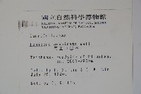 阿里山忍冬、漸尖葉忍冬藏品圖，第2張