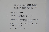 阿里山忍冬、漸尖葉忍冬藏品圖，第2張