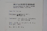 阿里山忍冬、漸尖葉忍冬藏品圖，第2張