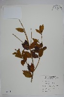 苗栗冬青藏品圖，第1張