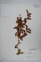 臺灣小蘗藏品圖，第1張