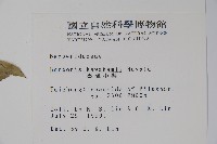 臺灣小蘗藏品圖，第2張