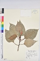 大葉溲疏藏品圖，第1張