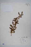 臺灣小蘗藏品圖，第1張