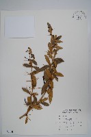 臺灣小蘗藏品圖，第1張