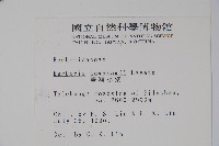 臺灣小蘗藏品圖，第2張