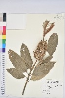 褐毛柳、阿里山柳藏品圖，第1張