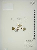 臺灣草莓藏品圖，第1張