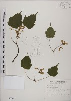 臺灣紅榨槭藏品圖，第1張