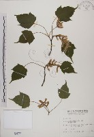 臺灣紅榨槭藏品圖，第1張