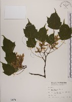 臺灣紅榨槭藏品圖，第1張