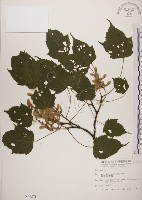 臺灣紅榨槭藏品圖，第1張