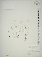 梅花草藏品圖，第1張