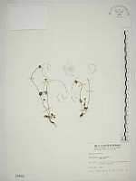 梅花草藏品圖，第1張