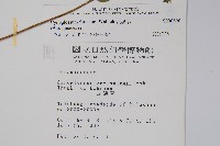 琉璃草藏品圖，第2張