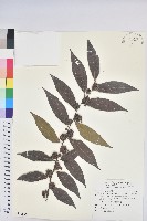 玉山水苦賈藏品圖，第1張