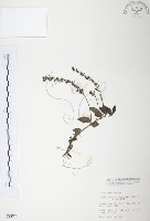 玉山水苦賈藏品圖，第1張
