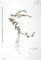 玉山水苦賈藏品圖，第1張